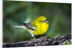 Pine Warbler by Anonymous