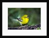 Pine Warbler by Anonymous