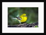 Pine Warbler by Anonymous