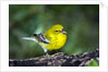 Pine Warbler by Anonymous