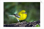 Pine Warbler by Anonymous