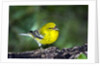 Pine Warbler by Anonymous