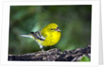 Pine Warbler by Anonymous