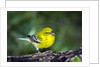 Pine Warbler by Anonymous