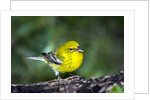 Pine Warbler by Anonymous