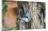 White-breasted Nuthatch by Anonymous