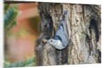 White-breasted Nuthatch by Anonymous