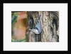 White-breasted Nuthatch by Anonymous