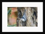 White-breasted Nuthatch by Anonymous