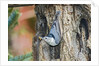 White-breasted Nuthatch by Anonymous