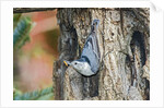 White-breasted Nuthatch by Anonymous