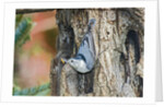 White-breasted Nuthatch by Anonymous
