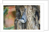 White-breasted Nuthatch by Anonymous