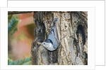 White-breasted Nuthatch by Anonymous