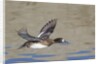 Female Lesser Scaup Duck in flight by Anonymous