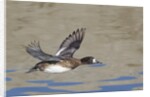 Female Lesser Scaup Duck in flight by Anonymous