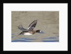 Female Lesser Scaup Duck in flight by Anonymous