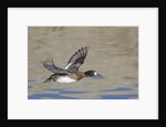 Female Lesser Scaup Duck in flight by Anonymous