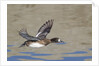 Female Lesser Scaup Duck in flight by Anonymous