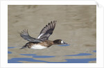 Female Lesser Scaup Duck in flight by Anonymous