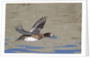 Female Lesser Scaup Duck in flight by Anonymous
