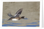 Female Lesser Scaup Duck in flight by Anonymous