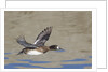 Female Lesser Scaup Duck in flight by Anonymous
