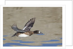 Female Lesser Scaup Duck in flight by Anonymous