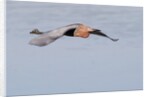 Reddish Egret in flight by Anonymous