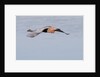 Reddish Egret in flight by Anonymous