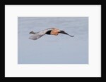 Reddish Egret in flight by Anonymous