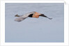 Reddish Egret in flight by Anonymous