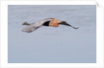 Reddish Egret in flight by Anonymous