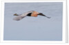 Reddish Egret in flight by Anonymous