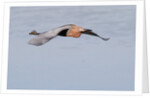 Reddish Egret in flight by Anonymous