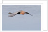 Reddish Egret in flight by Anonymous