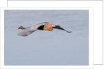 Reddish Egret in flight by Anonymous