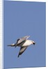 Ring-Billed Gull flying with sea shell by Anonymous
