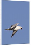 Ring-Billed Gull flying with sea shell by Anonymous