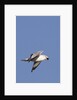 Ring-Billed Gull flying with sea shell by Anonymous