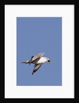 Ring-Billed Gull flying with sea shell by Anonymous