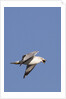 Ring-Billed Gull flying with sea shell by Anonymous