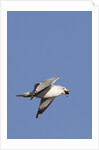 Ring-Billed Gull flying with sea shell by Anonymous