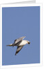 Ring-Billed Gull flying with sea shell by Anonymous