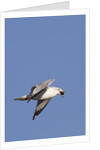 Ring-Billed Gull flying with sea shell by Anonymous