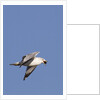 Ring-Billed Gull flying with sea shell by Anonymous