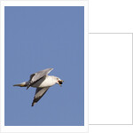 Ring-Billed Gull flying with sea shell by Anonymous