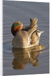 Male Green-Winged Teal Duck grooming by Anonymous