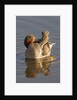 Male Green-Winged Teal Duck grooming by Anonymous