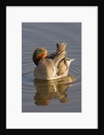 Male Green-Winged Teal Duck grooming by Anonymous